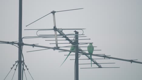 A-close-up-shot-of-two-green-parrot-birds-flying-off-an-antenna-tower,-Tel-Aviv-Israel,-zoom-tele-lens,-Sony-4K-video