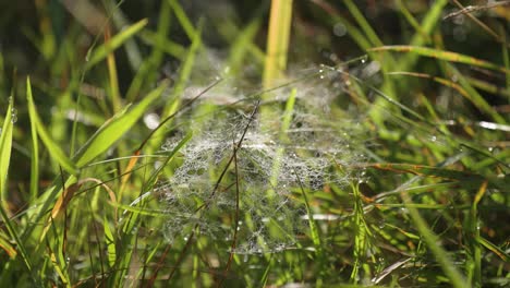 Ein-Gewirr-Aus-Spinnweben-Im-Nassen-Gras,-Das-Von-Tautropfen-Durchsetzt-Ist