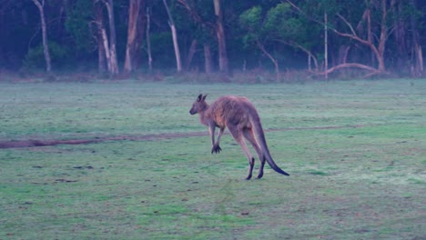 Kangaroo-jumping-through-grass-field-and-bush-land-with-trees-early-morning-Victoria-Australia-slow-motion