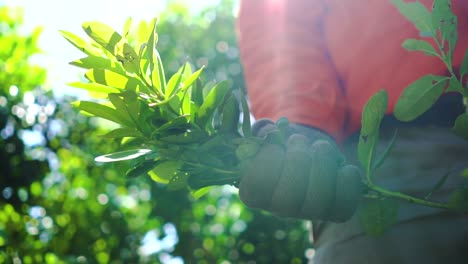 Up-close-holding-yerba-mate-plant-in-hand-by-worker-with-gloves,-Misiones-Jardin-America