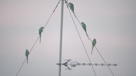 A-beautiful-close-up-shot-of-green-parrot-birds-flying-and-sitting-on-a-antenna-tower,-Tel-Aviv-Israel,-zoom-tele-lens,-Sony-4K-video