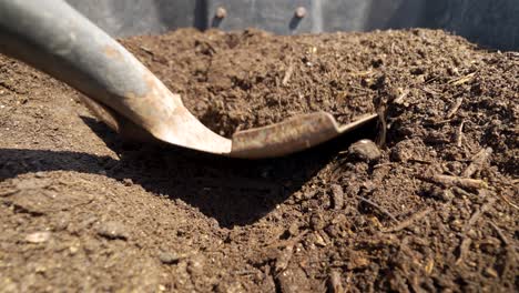 Digging-compost-or-dirt-with-a-shovel.
