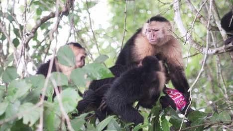 Grupo-De-Primates-Mono-Infectado-Por-Pulgas-Sentado-En-Una-Rama-En-La-Jungla-Rascándose-Y-Picándose-Unos-A-Otros