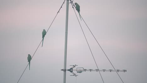 A-beautiful-close-up-shot-of-green-parrot-birds-sitting-and-flying-off-an-antenna-tower,-Tel-Aviv-Israel,-zoom-tele-lens,-Sony-4K-video