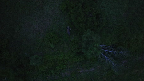 Birds-eye-drone-shot-over-a-moose,-walking-in-a-gloomy-forest-in-Finland