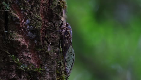 Seen-resting-on-the-bark-of-the-tree-with-a-fly-in-front-of-it-in-the-dark-of-the-forest,-Cicada,-Hemiptera,-Thailand