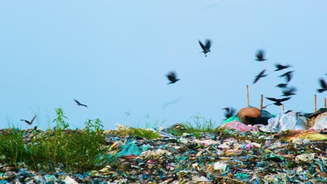 Crows-gather-and-eat-on-large-landfill-in-Bangladesh,-ecological-disaster