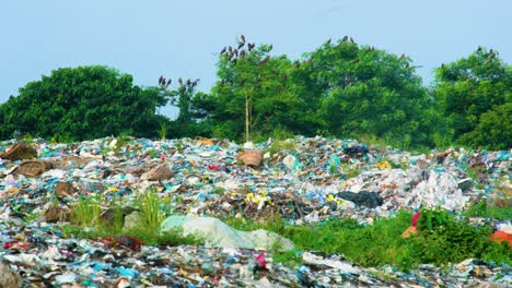 Birds-Perched-On-Trees-And-Circling-Around-Pile-Of-Garbage-At-Landfill-Site