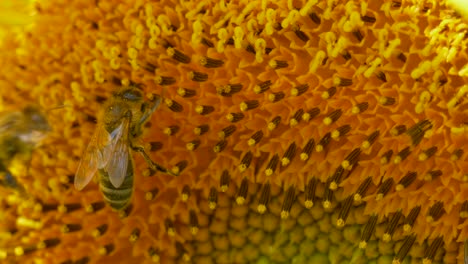 Close-up-shot-of-wild-Bee-Couple-gathering-nectar-of-yellow-sunflower-in-wilderness---slow-motion-footage