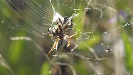 Close-up-shot-of-fight-between-spider-and-bee-in-net-during-sunny-day-in-Wilderness