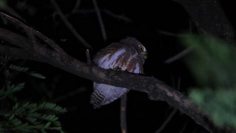 Facing-to-the-right-head-twisted-to-the-back-while-calling-its-mate-then-turns-its-head-revealing-its-eyes,-Asian-Barred-Owlet-Glaucidium-cuculoides,-Thailand