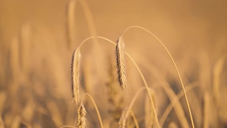Golden-ears-of-ripe-wheat-lit-by-the-setting-sun
