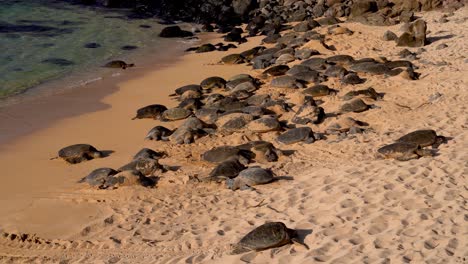 Resting-Wild-Honu-giant-Hawaiian-green-sea-turtles-on-the-sandy-beach-at-Hookipa-Beach-Park,-Maui-Hawaii