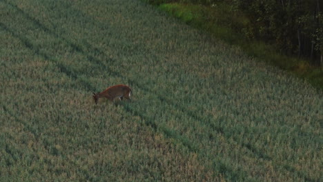 Telephoto-drone-shot-of-white-tailed-deers-walking-on-fields,-during-sunset