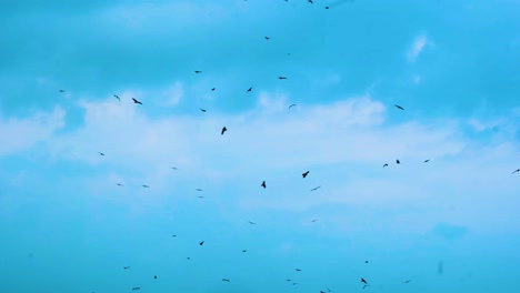 Ein-Schwarm-Adler--Oder-Geiervögel,-Der-Am-Weiten-Blauen-Himmel-Wirbelt