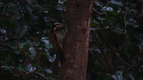 Pecking-and-showing-its-tongue-out-as-it-wipes-its-beak-on-the-bark,-Common-Flameback-Dinopium-javanense-Female,-Thailand