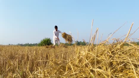 Farmer-Carrying-A-Bundle-Of-Hay-Straw-Over-Farmland-During-Harvest-Season
