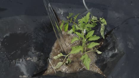 Gießen-Sie-Eine-Junge-Tomatensprossenpflanze-Mit-Reichlich-Wasser