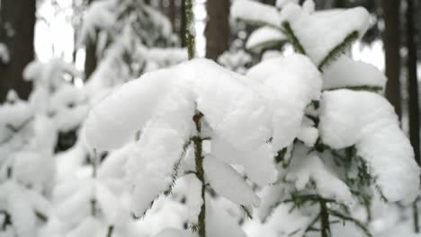 Bosque-Maravilloso-De-Invierno-Cubierto-De-Nieve