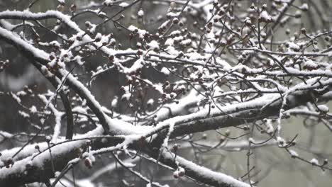 Erster-Schnee-Des-Jahres,-Nähere-Aufnahme-Von-Schneebedeckten-Ästen-Und-Fallenden-Schneeflocken-3