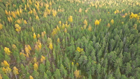 Sweden---Vast-Swedish-Forest,-Bathed-in-Sun-Rays-on-a-Sunny-Autumn-Day,-Boasts-Enchanting-Colors-With-Fir-and-Birch-Trees-Near-the-Sea---Aerial-Drone-Shot