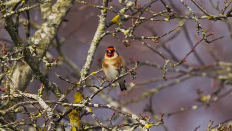 Close-Up-of-a-Goldfinch-in-a-Leafless-Tree