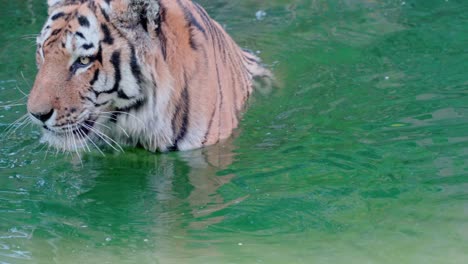 Statische-Zeitlupenaufnahme-Eines-Tigers,-Der-Ein-Bad-Nimmt-Und-Wasser-Leckt