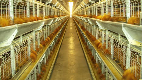 Timelapse-of-chickens-being-fed-in-a-commercial-battery-cage,-intensive-farming