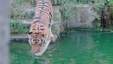 Statische-Zeitlupenaufnahme-Eines-Tigers,-Der-In-Einem-Fluss-Badet