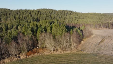-Indre-Fosen,-Trondelag-County,-Norway---A-View-of-Farm-With-Coniferous-Trees-in-November---Aerial-Pullback