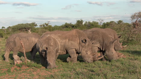 Close-up-handheld-shot-of-crash-of-white-rhino-grazing-together
