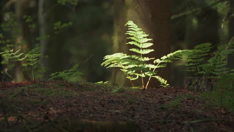 Green-sunlit-leaves-of-the-small-fern-bush-sway-gently-in-the-wind