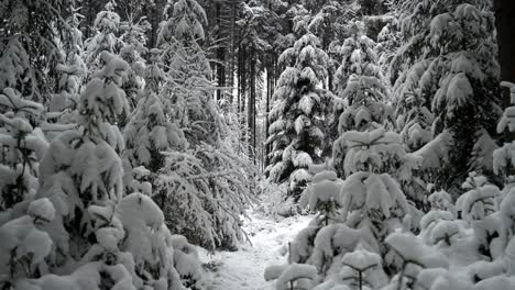 Verschneiter,-Märchenhafter-Winterwald,-Bedeckt-Mit-Frisch-Gefallenem-Schnee