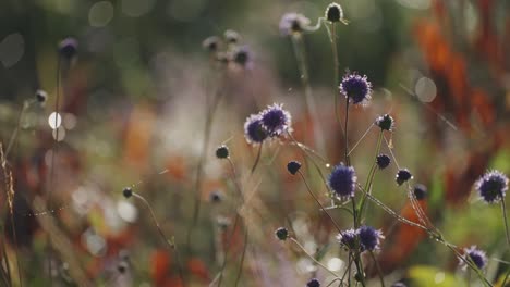 Violette-Distelartige-Blüten,-Die-Mit-Spinnweben-Bedeckt-Sind