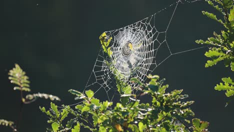 Zartes-Spinnennetz,-Das-Von-Der-Tiefstehenden-Morgensonne-Beleuchtet-Wird-Und-Zwischen-Den-Ästen-Der-Eiche-Hängt