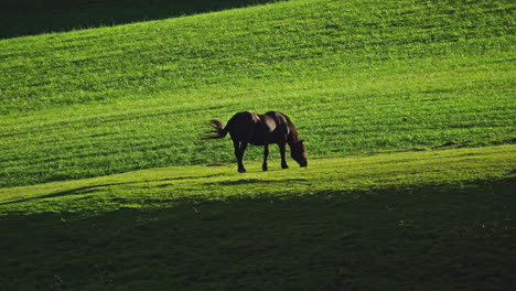 A-black-stallion-horse-in-a-grassy-meadow-with-dramatic-shadows
