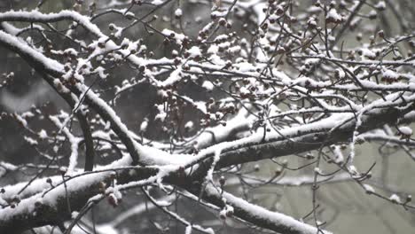 Erster-Schnee-Des-Jahres,-Nähere-Aufnahme-Von-Schneebedeckten-Ästen-Und-Fallenden-Schneeflocken-1