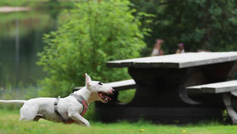 Un-Pequeño-Terrier-Blanco-Salta-Para-Atrapar-Un-Juguete-Pero-Falla-Y-Lo-Persigue
