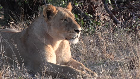 Beautiful-close-up-of-a-lioness-lying-in-the-bush-and-quietly-looking-around