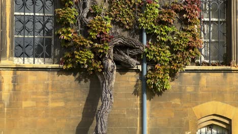 Growing-Ivy-Foliage-At-The-Walls-Of-Christ-Church-College-In-Oxford-University,-England