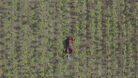 Top-down-Drone-footage-of-a-tractor-in-a-field-of-vines-spreading-fertilizer