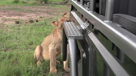 Close-up-handheld-shot-of-lioness-smelling-safari-vehicle,-Timbavati