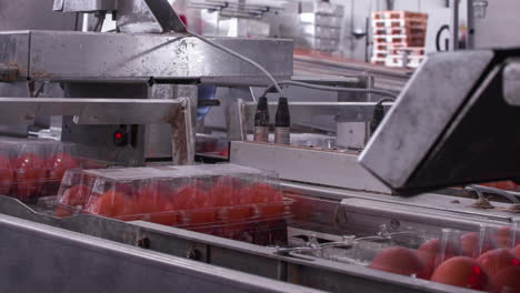 Eggs-in-transparent-trays-moving-on-conveyor,-automated-packaging-time-lapse