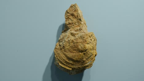 Roca-Volcánica-Expuesta-En-El-Museo-De-Fósiles-De-Bolca---Verona-Italia