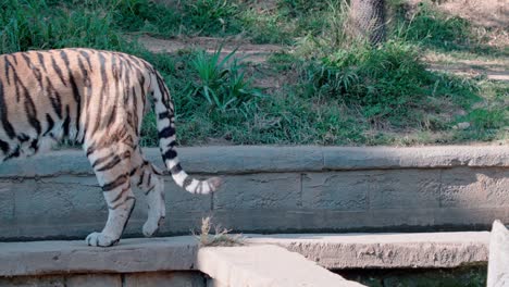 static-slow-motion-shot-of-a-tiger-walking-from-right-to-left
