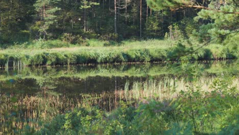 Green-grass-and-pink-heather-are-reflected-in-the-still-water-of-the-small-pond