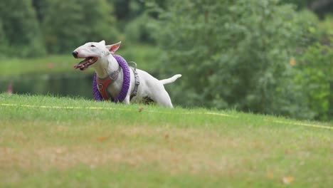 Schwer-Atmender-Weißer-Terrier-Mit-Einem-Reifen-Am-Hals-Nach-Dem-Apportierspiel