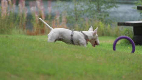 Ein-Kleiner-Weißer-Terrier-Springt,-Um-Ein-Spielzeug-Zu-Fangen,-Verfehlt-Aber-Das-Spielzeug-Und-Jagt-Es