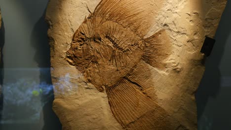 Fósil-De-Pez-ángel-Exhibido-En-El-Museo-De-Fósiles-De-Bolca---Verona-Italia