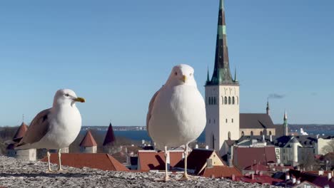 Neugierige-Möwen-Blicken-In-Die-Kamera-In-Der-Bezaubernden-Altstadt-Von-Tallinn,-Estland